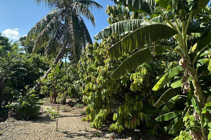 Puerto Plata VIP Experience : City & Countryside Escape