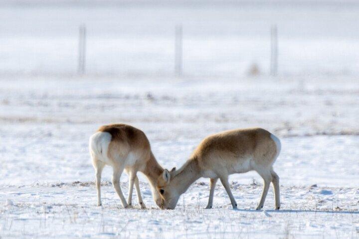 Private Day Tour in Hustai Nuruu National Park