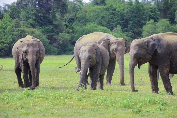 Minneriya National Park Elephant Safari