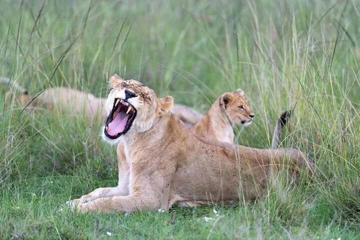 6 Days Masai Mara Lake Nakuru and Lake Naivasha Safari