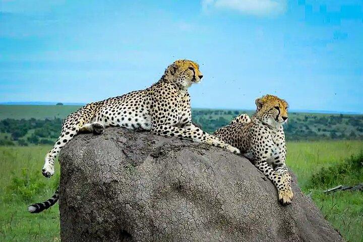 Unforgettable Mikumi Day Safari