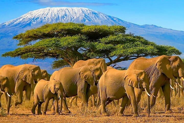 3 Day Amboseli National Park Jeep Safari