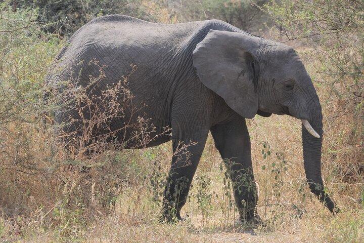 Witness Africa in a 4 Days of Adventure