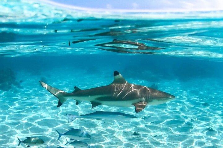 Discovery of the lagoon DE Moorea Visit and Snorkeling 5 Pax Max
