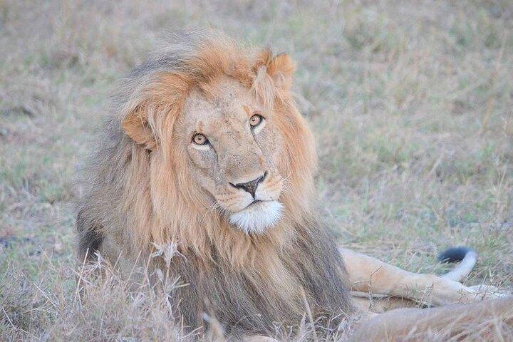 Nairobi National Park Guided Safari Tour for Wildlife Enthusiasts