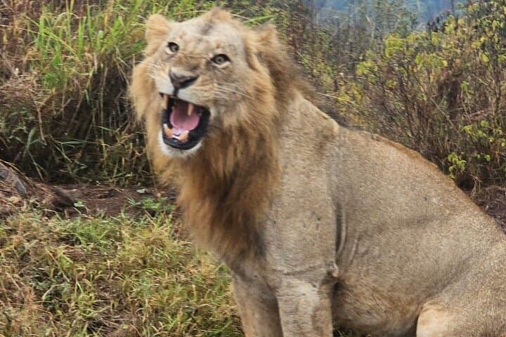 Nairobi: National Park and Giraffe Center Half Day Tour