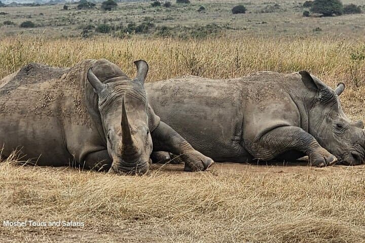 Nairobi: National Park and Giraffe Center Half Day Tour