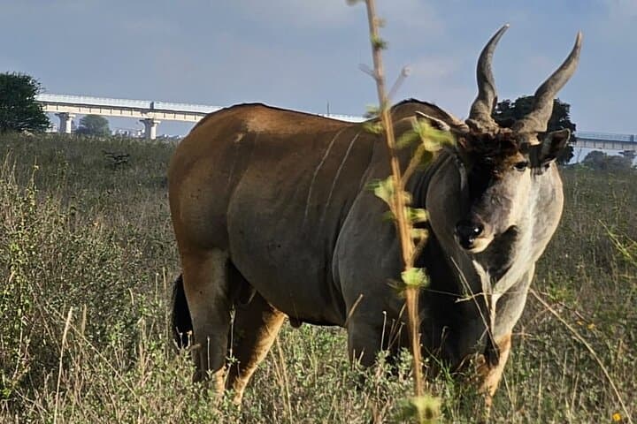 Nairobi: National Park and Giraffe Center Half Day Tour