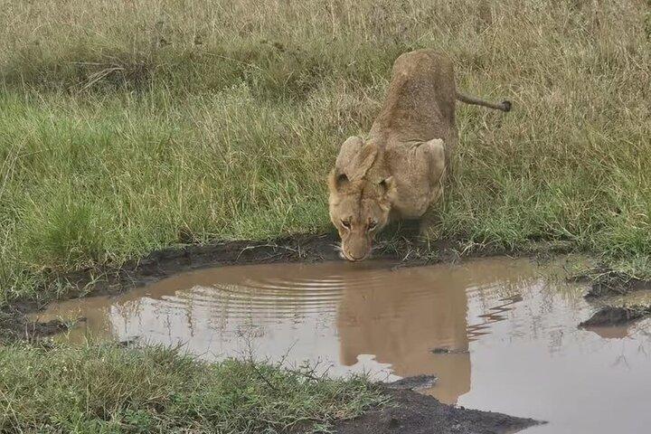 Nairobi National Park Safari- Morning Game Drive