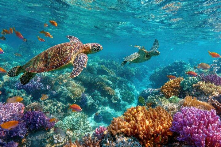 Punta Cana/Bavaro/Roman island Catalina the most unspoilt in the Caribbean
