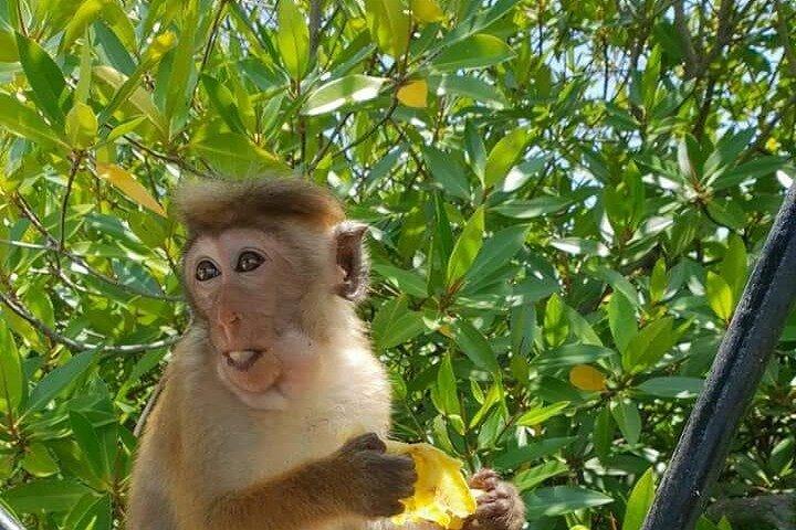 Negombo Sightseeing Tour by Tuk Tuk