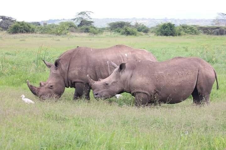 3 Days Maasai Mara Guided Safari from Nairobi