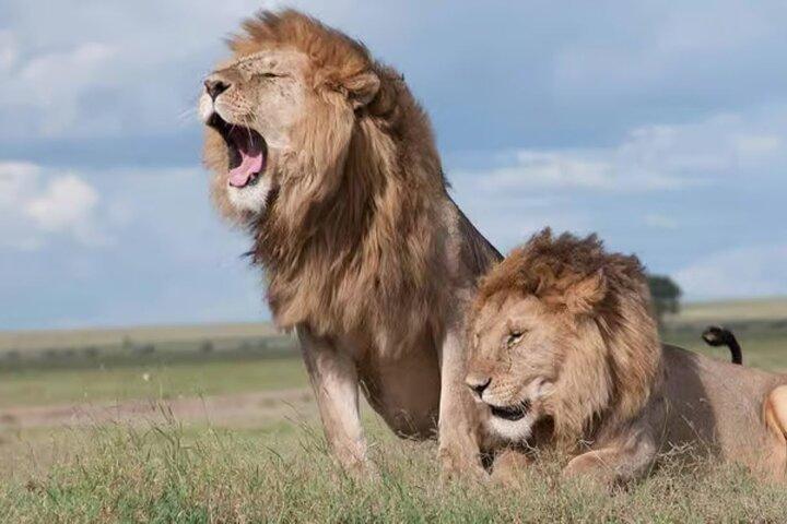 Nairobi National Park Half-Day Morning Game Drive