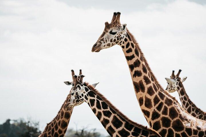 Shared Naivasha Safari Adventure Tour by 4WD
