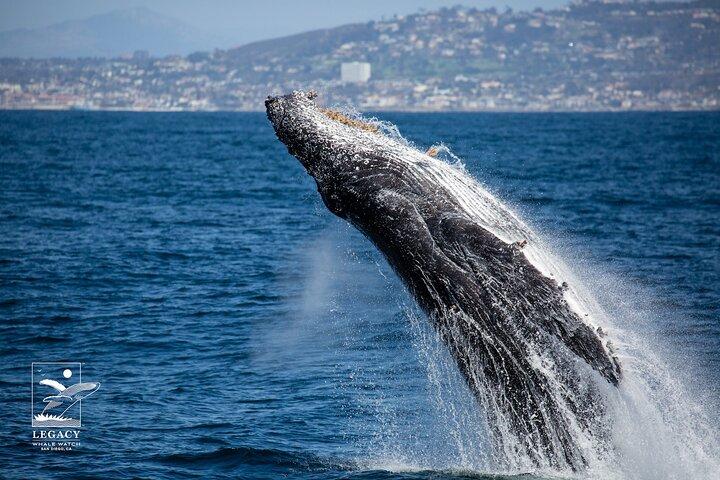 San Diego: 3 Hour Whale Watch Cruise with Legacy Whale Watch