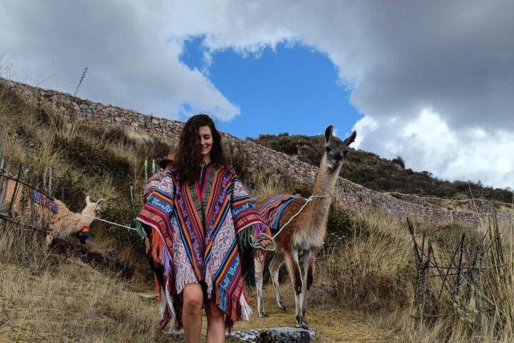 Llama & Alpaca Experience (Cusco Region): ANDEAN COLORS