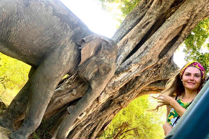 Cultural Triangle and Wildlife Safari 3 Days 2 Nights tour