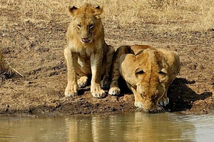 3 Days 2 Nights Masai Mara Safari Witness the Jungle Experience