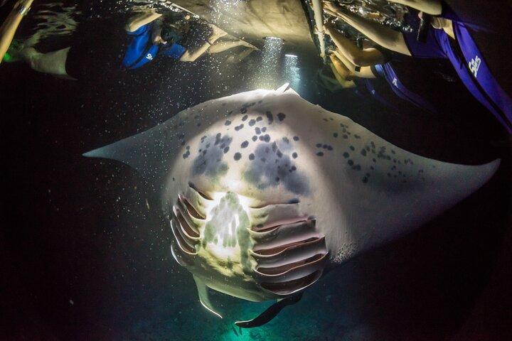 Kona Manta Ray Night Snorkel— Small Group - Wetsuit Included