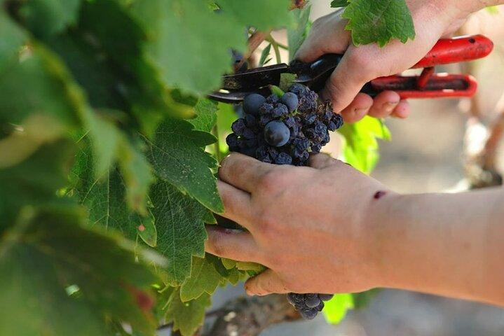 Primitivo Wine Tasting in Manduria with Optional Apulian Lunch