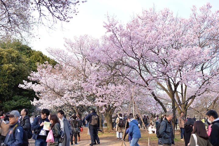 Shinjuku Gyoen National Garden 2 Hour Walking Tour