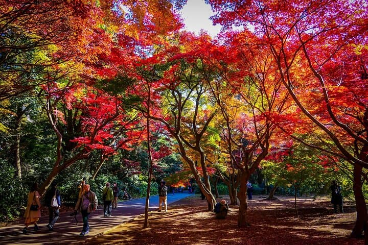Shinjuku Gyoen National Garden 2 Hour Walking Tour