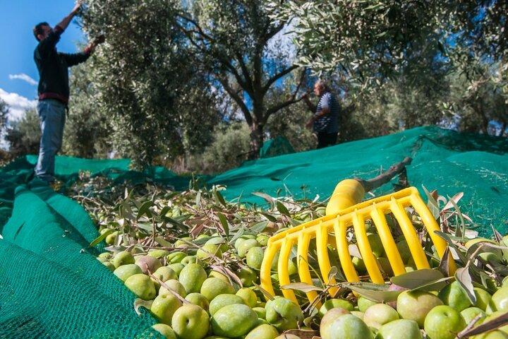 Ancient Olympia & Olive Oil Tradition