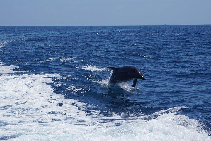 Catalina Island Sunset Cruise with Wildlife Viewing