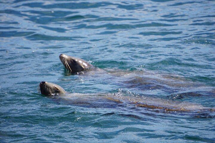 Catalina Island Sunset Cruise with Wildlife Viewing