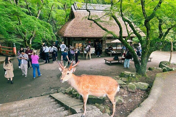Nara Half Day Trip Walking Tour (Private Option Available)