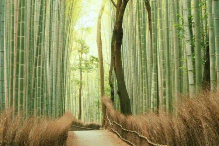 7 Day Private Tour of Tokyo Japan Highlights