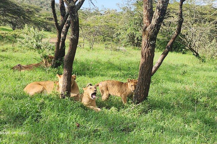 Shared Naivasha Safari Adventure Tour by 4WD