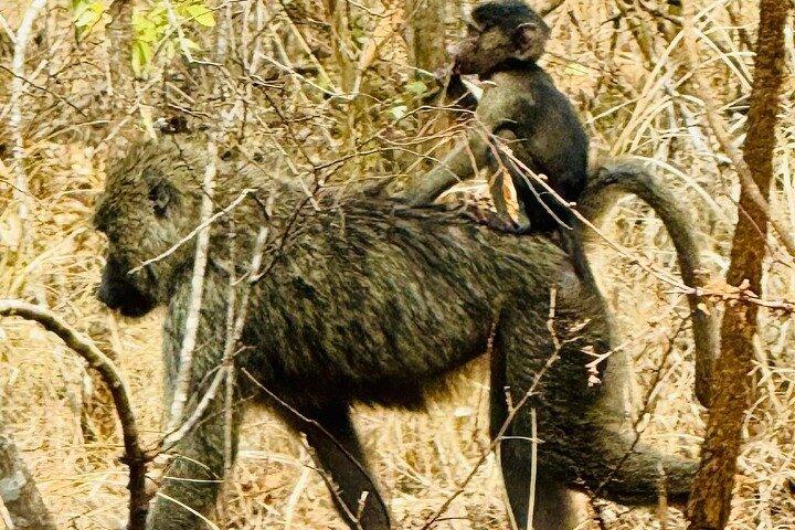 Car Tour Through Rwanda Gorilla Volcanoes