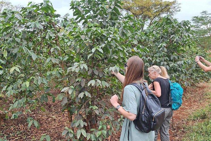 Tour to Fairview Coffee Farm Tour with Coffee Testing