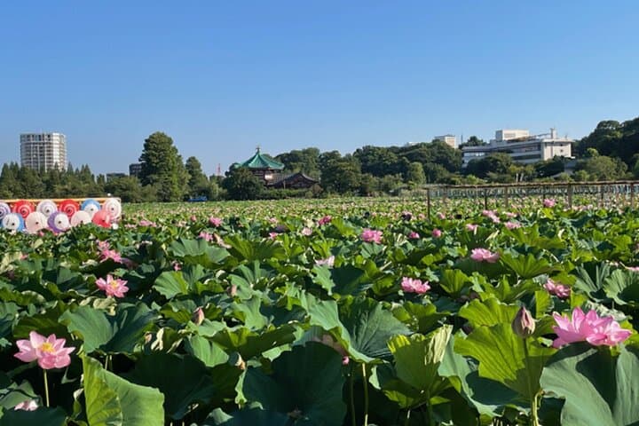 Tokyo: Private Ueno Highlights & Local Gem Walking Tour
