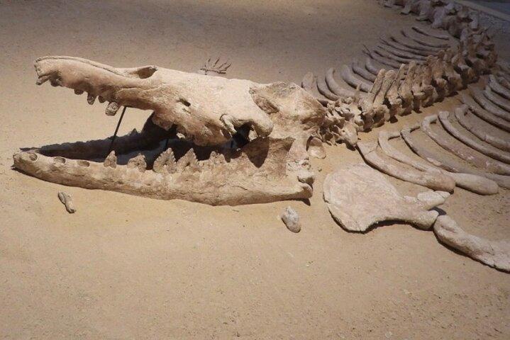 Private tour Fayoum oasis, whale valley, 10% to stray animals