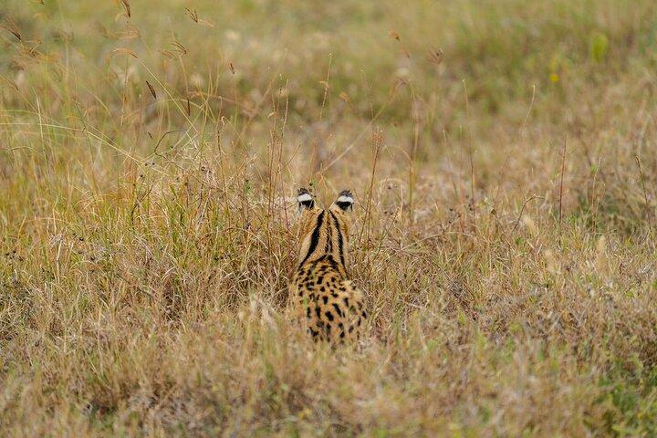 5-Day Private Best of Tanzania Wildlife Camping Safari