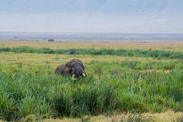 5-Day Private Best of Tanzania Wildlife Camping Safari