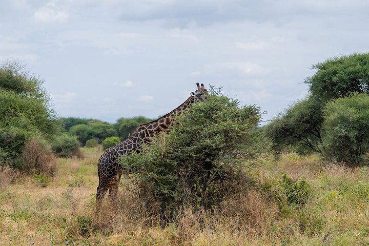 5-Day Private Best of Tanzania Wildlife Camping Safari