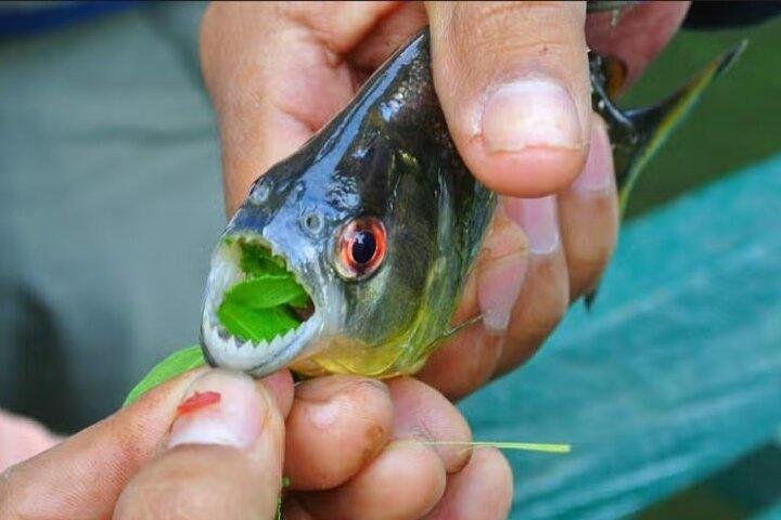 Piranha Fishing in Tambopata