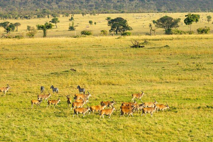 5-Day Jambo Tanzania Safari – Luxury Tour