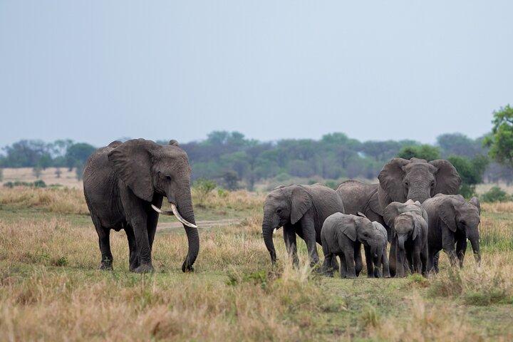 5-Day Jambo Tanzania Safari – Luxury Tour