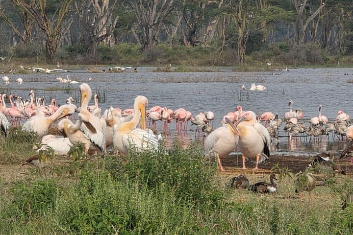 4 days Kenya National Park Multi Day Tour