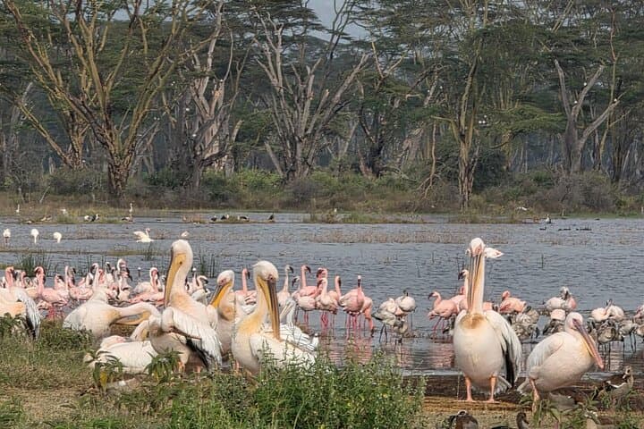 4 days Kenya National Park Multi Day Tour