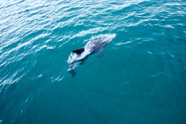 All Inclusive Jervis Bay Day Tour Dolphin Cruise, Lunch &Blowhole