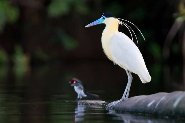 Wildlife Walks