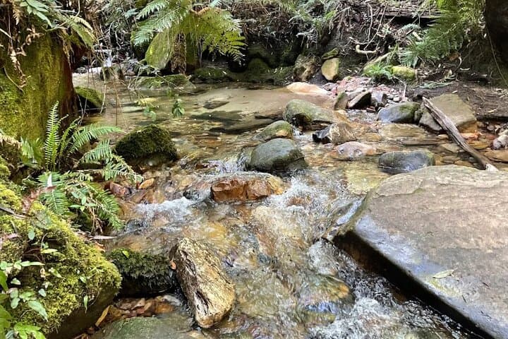 Blue Mountains Private Tour & Memorable Gems & wild marsupials