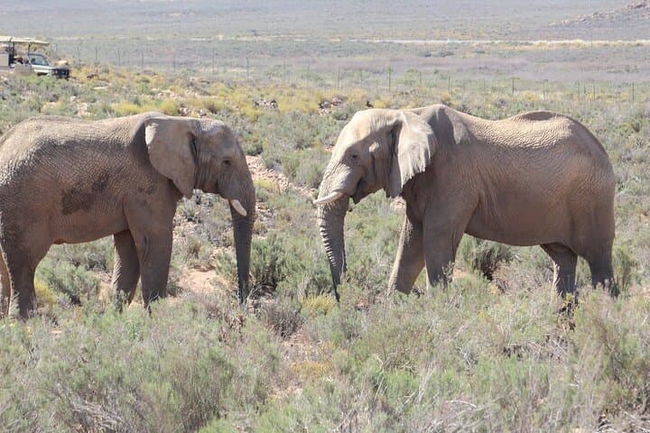 Cape Town Shore Excursion: Big Five Game Reserve from Cape Town