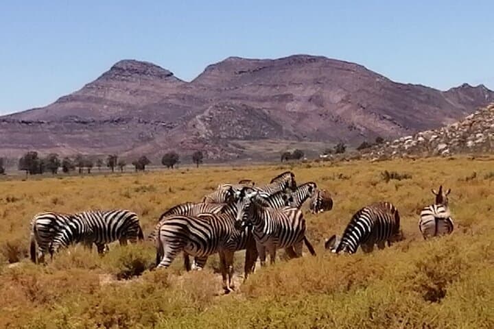 Cape Town Shore Excursion: Big Five Game Reserve from Cape Town