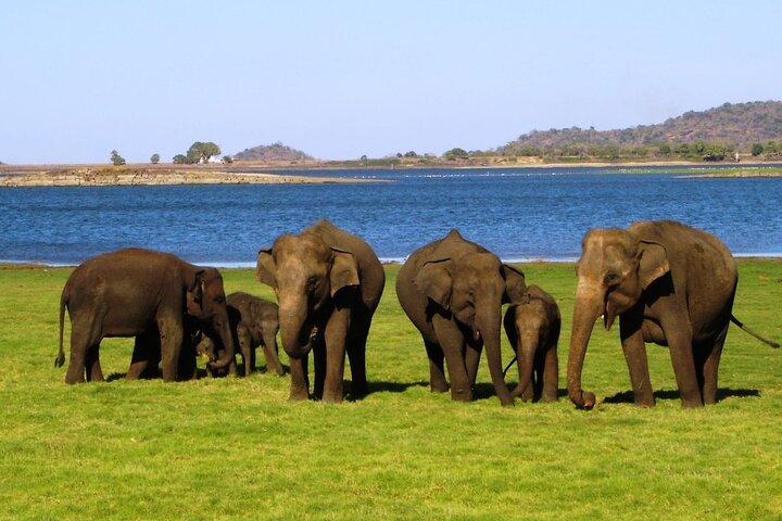 Yala National Park Safari Tours